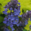Nepeta Six Hills Giant - Abriachan Nurseries Highland garden